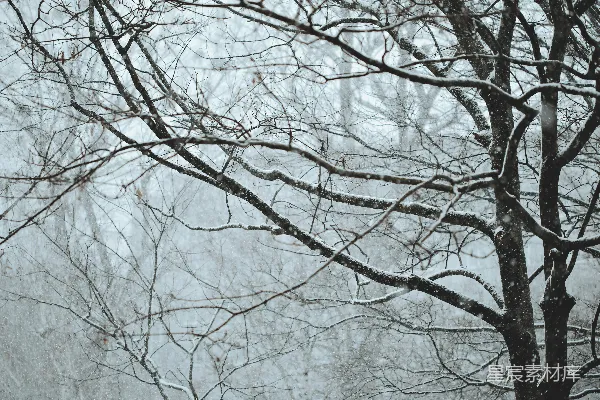 高清摄影 冬日雪景中的树枝