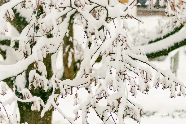 高清摄影 冬日雪景中的树