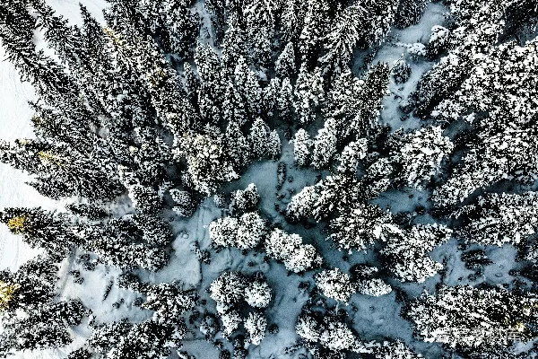 高清摄影 雪中的松树森林