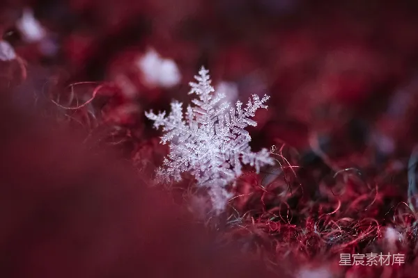 高清摄影 红毯上的雪花