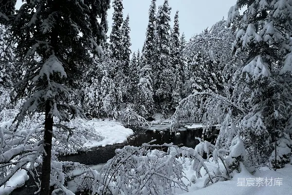 高清摄影 雪后的宁静森林