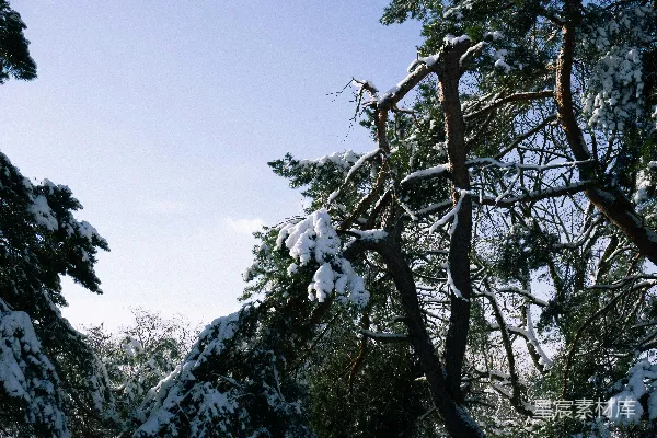 高清摄影 冬日雪景中的松树