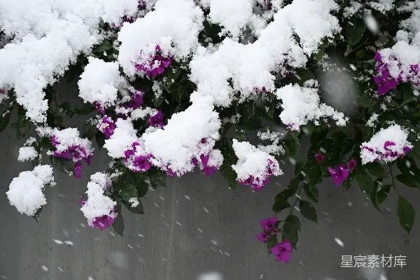 高清摄影 雪中紫色花朵