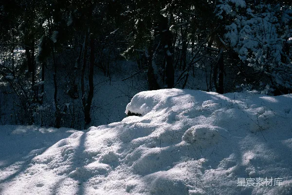 高清摄影 冬日雪景中的松树