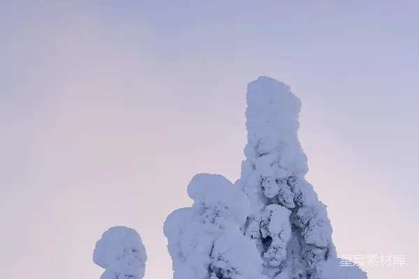 高清摄影 雪覆下的独特树形
