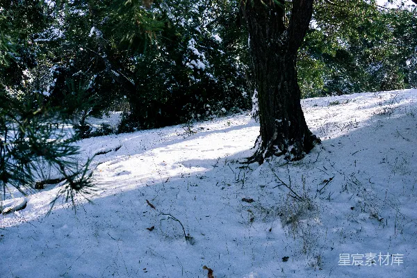 高清摄影 冬日雪地中的古老松树