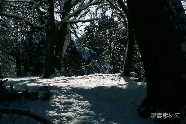 高清摄影 雪后的森林静谧时光
