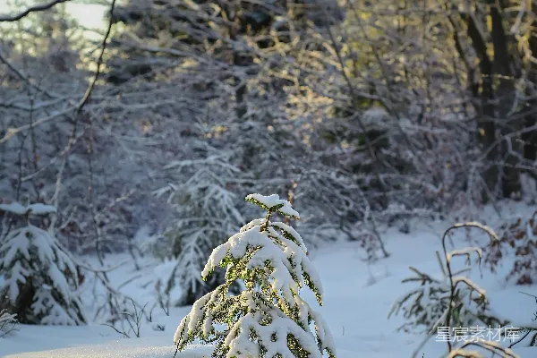 高清摄影 冬日雪景中的小松树