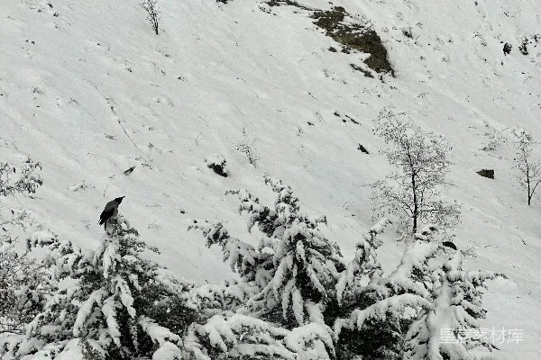 高清摄影 雪景中的鸟与松树
