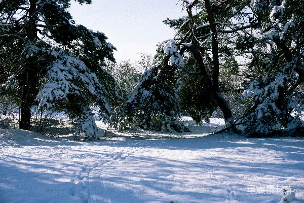 高清摄影 冬日雪景中的松树林