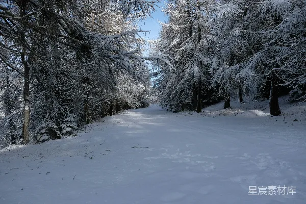 高清摄影 冬日森林雪景