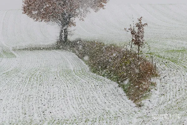 高清摄影 冬日雪景中的孤树