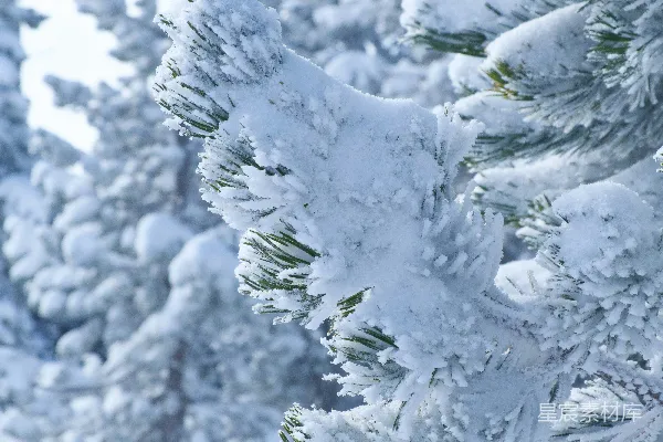 高清摄影 雪中的松树枝特写