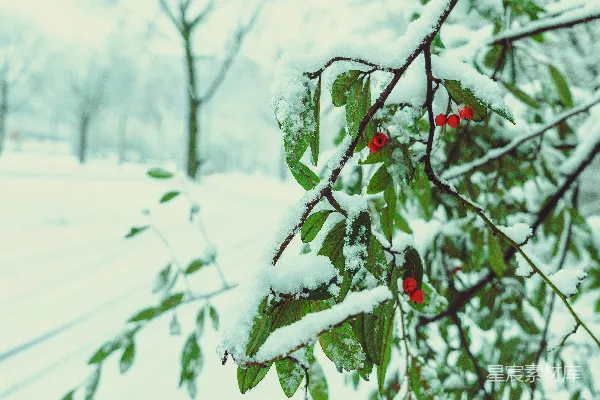 高清摄影 冬日雪景中的红果绿叶
