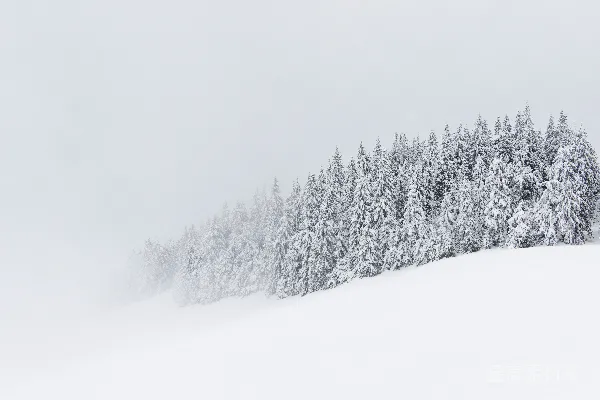高清摄影 雪中的松树林