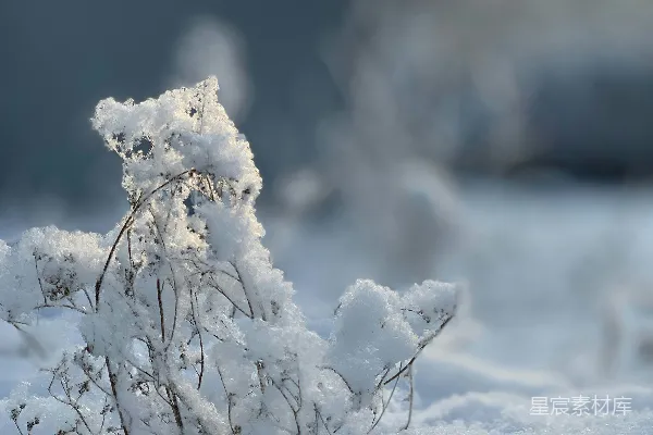 高清摄影 冬日雪景中的枯枝