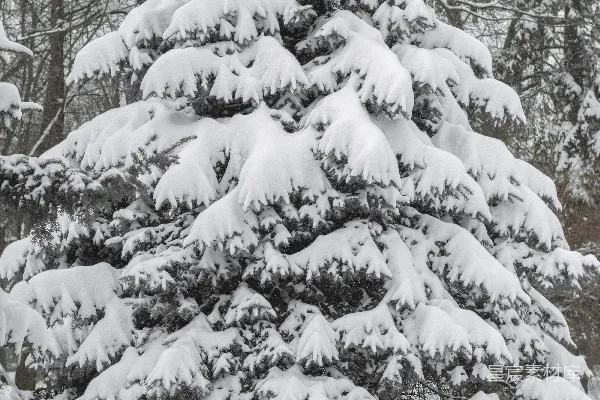高清摄影 雪中松树