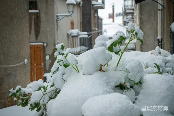 高清摄影 雪中花园