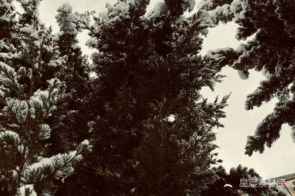 高清摄影 冬日松柏雪景