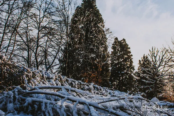高清摄影 冬日雪景中的森林