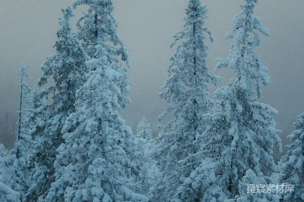 高清摄影 冬日雪景中的松树