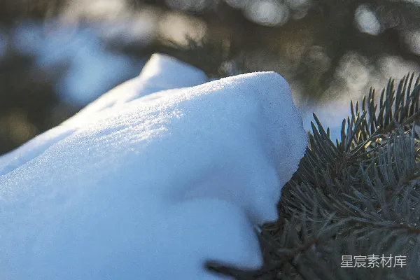 高清摄影 冬日松枝上的雪景