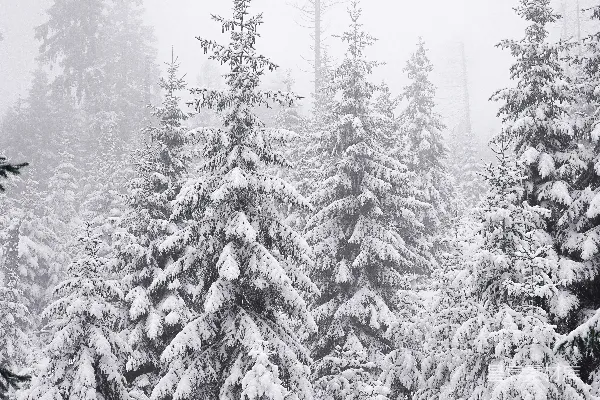 高清摄影 雪中松林