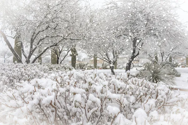 高清摄影 冬日雪景中的自然之美