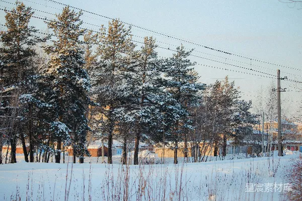 高清摄影 冬日雪景中的松林与电线