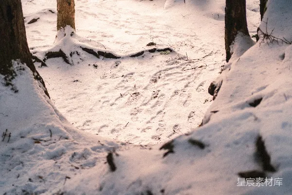 高清摄影 冬日雪地中的树影