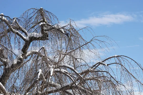 高清摄影 冬日垂柳雪景