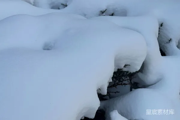 高清摄影 雪地里的小树