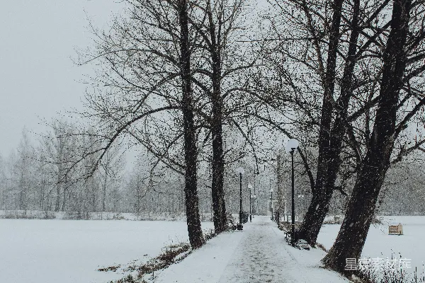 高清摄影 雪中的林荫小道