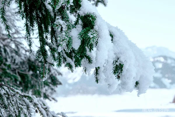 高清摄影 雪覆盖的松树枝