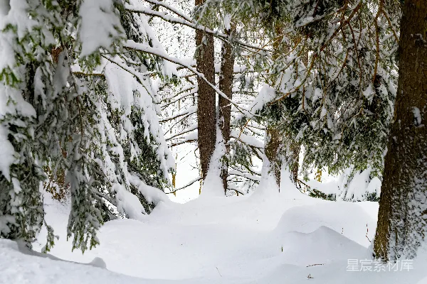 高清摄影 冬日雪林