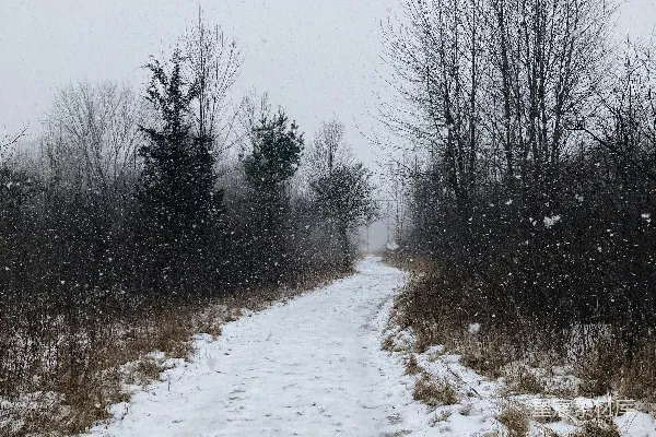 高清摄影 冬日雪景中的小径