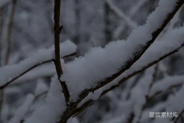 高清摄影 冬日树梢上的雪晶
