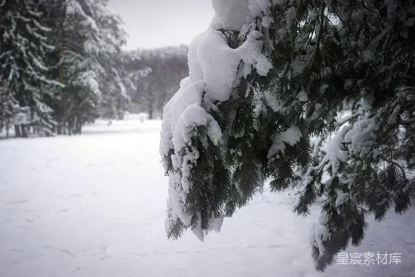 高清摄影 冬日雪景中的松树枝
