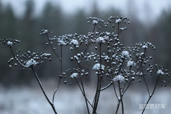 高清摄影 冬日雪景中的枯草