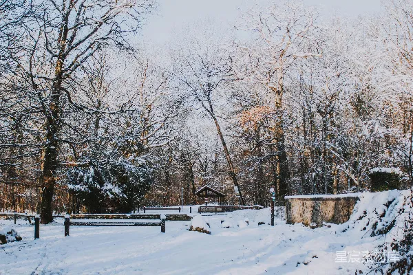 高清摄影 冬日森林雪景