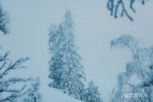 高清摄影 雪后的静谧森林