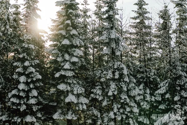 高清摄影 冬日森林雪景