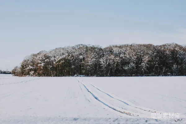 高清摄影 雪地森林