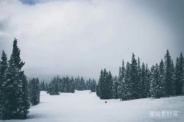 高清摄影 雪景中的松树林
