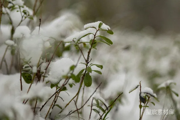 高清摄影 冬日雪地中的绿植