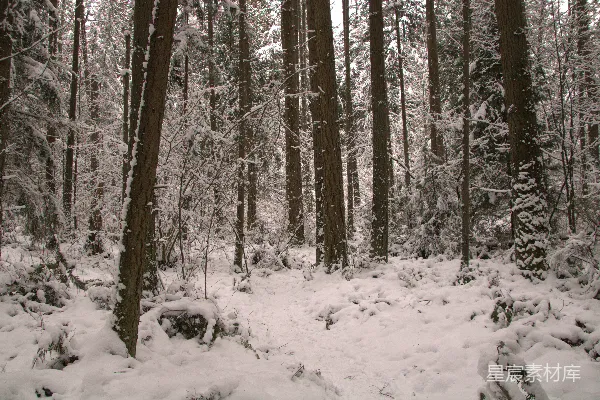 高清摄影 冬日雪林静谧景