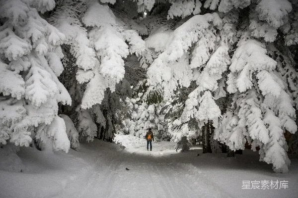 高清摄影 雪地中的独行者