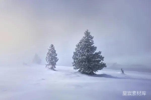 高清摄影 冬日雪景中的松树