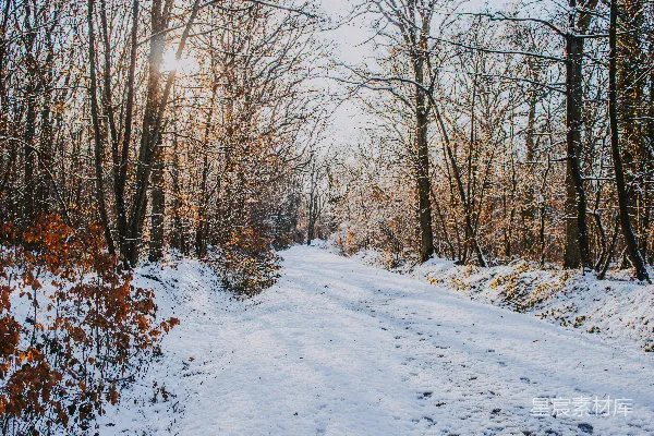 高清摄影 冬日雪景中的森林小径