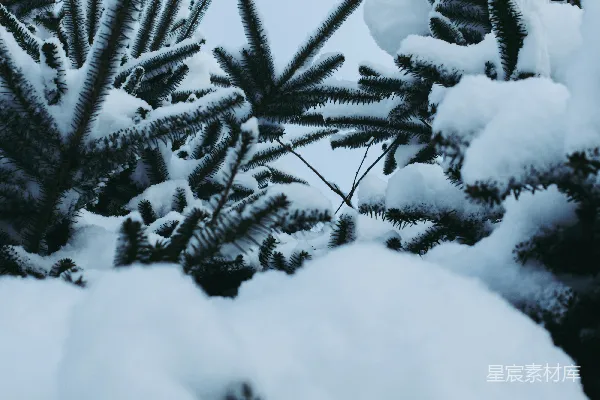 高清摄影 冬日松树雪景